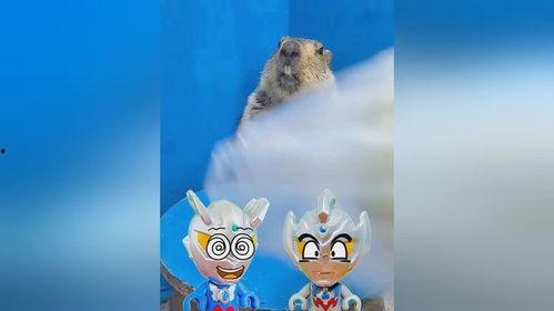 土拨鼠粉丝吃瓜,揭秘娱乐圈幕后真相