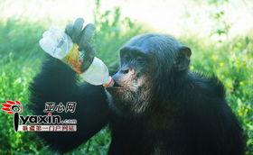 模仿猩猩吃瓜,趣味横生上演动物版“吃瓜群众”