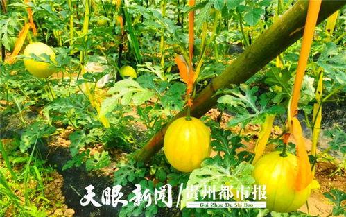 贵阳学校吃瓜,一网打尽校园吃瓜盛事