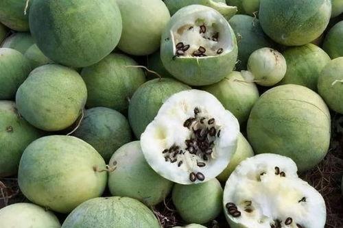 一个吃瓜的群众吃红瓜,一场吃瓜群众的味蕾狂欢