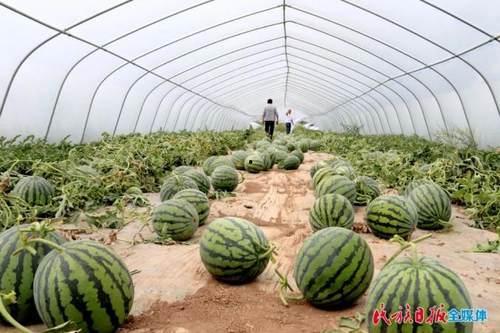 禹州菜园街吃瓜,夏日吃瓜盛地，品味传统市井风情