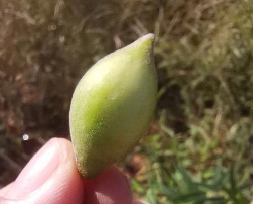 孕妇可以吃梢瓜,孕妇适宜食用的梢瓜营养解析