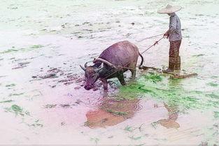 梦见牛吃老瓜,牛吃老瓜的神秘寓意解析