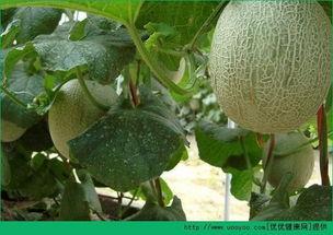 天天吃哈密瓜会发胖吗,天天享用，体重管理两不误？