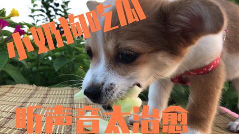 吃狗瓜能治,揭秘民间偏方养生之谜