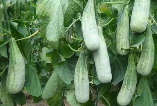 临沂嘉惠吃瓜事件,一场网络热议的瓜田风波