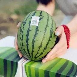 吃瓜错过飞机,错过飞机泪两行