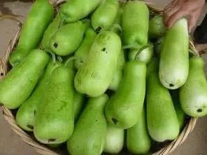 葫芦瓜给小狗吃,小狗的天然美味零食