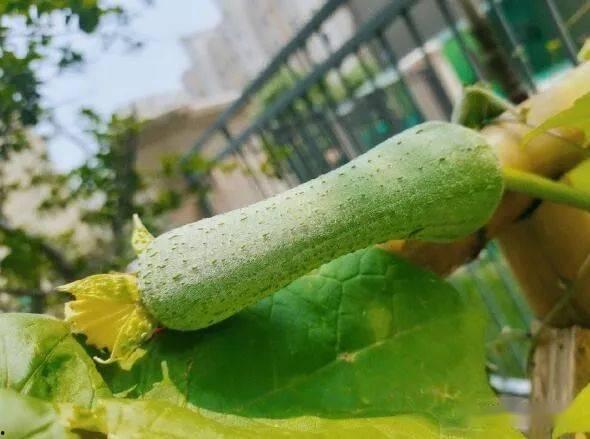 吃瓜结果,吃瓜群众眼中的明星真相大曝光