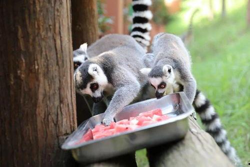 地懒吃瓜,揭秘热带雨林中的悠闲生活