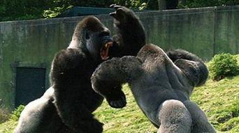 吃瓜大猩猩,揭秘动物界的“网红”现象