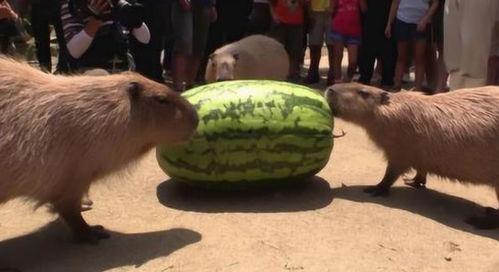 热心吃瓜机器,揭秘娱乐圈幕后真相