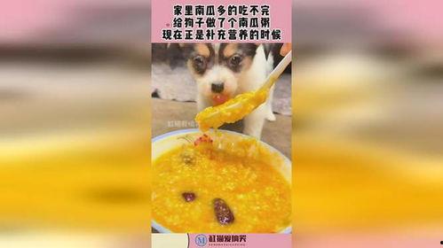 幼犬吃兰瓜粥,兰瓜粥的甜蜜滋味