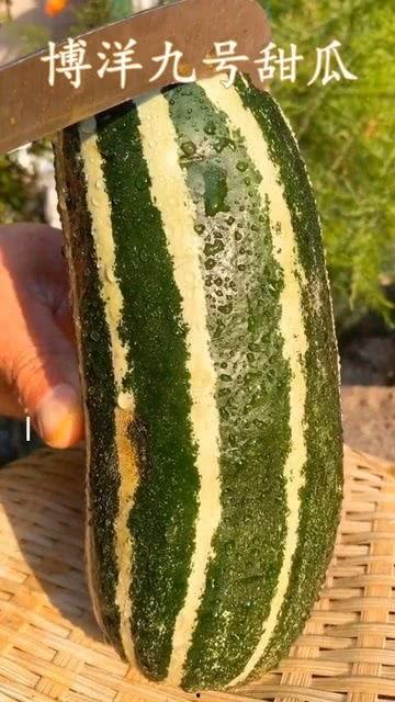 梦见瓜熟了再吃瓜