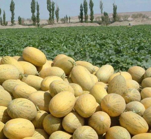 吃白色哈密瓜,品味白色哈密瓜的清新甜蜜