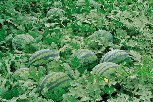 南召吃瓜人,探寻吃瓜人生的独特魅力