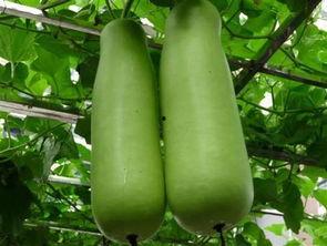 南充吃瓜爆料公司电话,电话号码背后的秘密