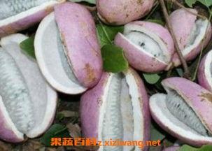 恩施酒店吃瓜视频,揭秘背后真相与网友热议