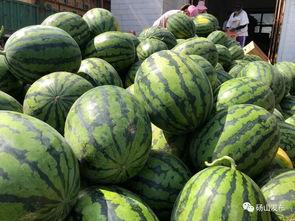 吃瓜砀山,探寻砀山瓜果飘香背后的故事