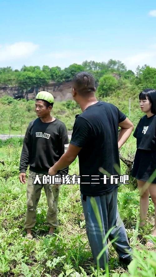 梦见田里摘瓜吃,田中摘瓜，品味丰收喜悦