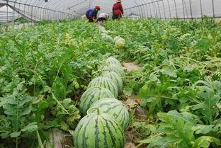 安徽吃瓜海伦司,一场关于美食与社交的狂欢盛宴