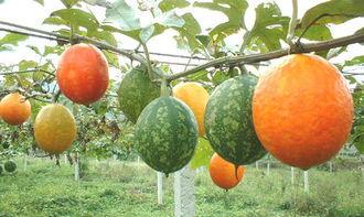 高血糖吃吊瓜,吊瓜助力血糖平衡