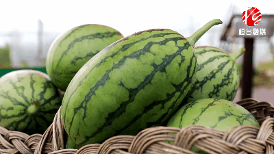 桓台最近吃瓜,揭秘背后真相与网络舆论的漩涡