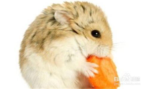 仓鼠怎样吃哈密瓜,仓鼠的哈密瓜美食之旅