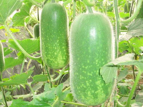 大墩峡吃瓜,夏日消暑好去处