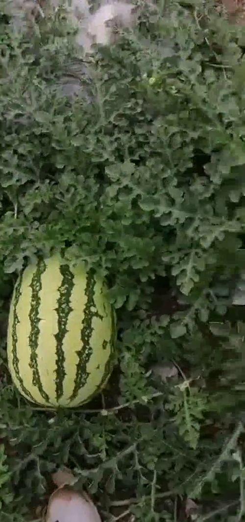 基地吃瓜,揭秘神秘基地的吃瓜故事