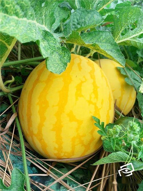 吃瓜转运吗,揭秘美食与好运的神奇联系