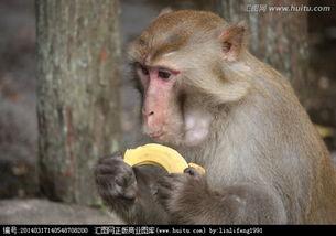 猴子吃西塘瓜,猴王与甜蜜瓜果的欢乐邂逅