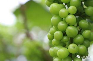 西河镇吃瓜,瓜香四溢，品味乡村田园生活