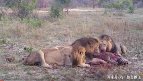 鬣狗为什么吃瓜,揭秘为何它们偏爱吃瓜