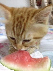 吃瓜吃到自己家猫,一场意外的“瓜田”奇遇