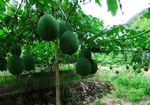 吃地皮瓜,舌尖上的夏日美味探索