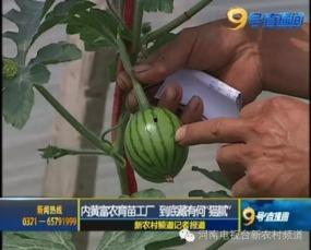 吃瓜纹身男视频大全,揭秘热门视频背后的潮流文化现象